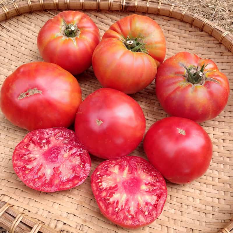 Minusinsk Lion Tomatoes