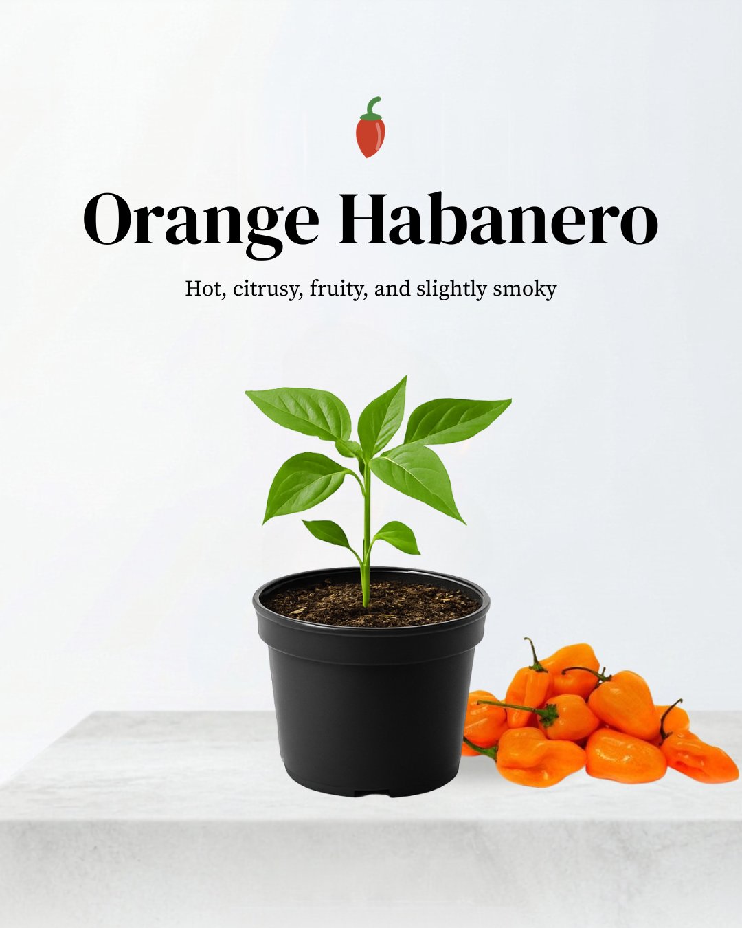 Orange Habanero Pepper