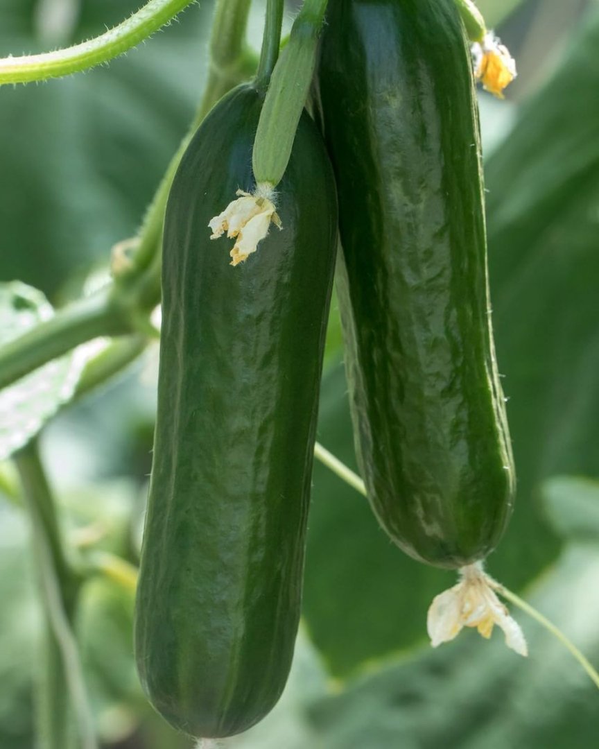 Cucumber (Beth Alpha )