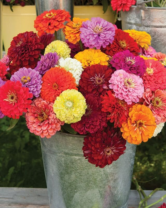 Zinnia Giant