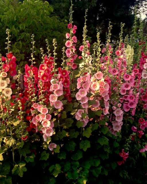Hollyhocks 