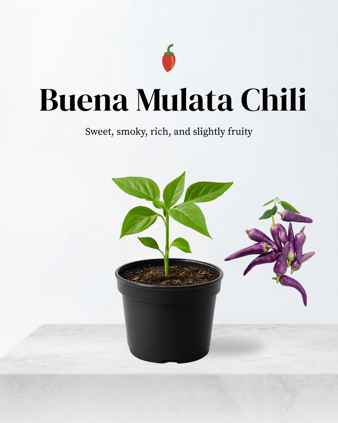 Bueno Mulata Chili Pepper