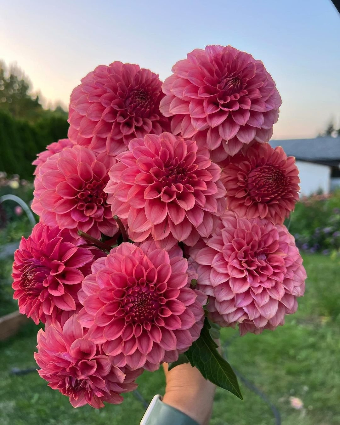 Dahlia " Pompn Mix"