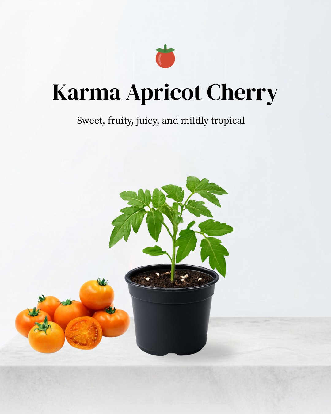 Karma Apricot Tomato